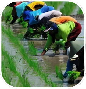 Agriculture Work